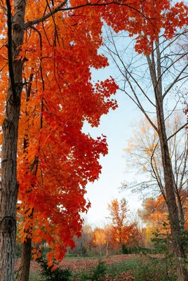 Autumn Maple Trees in Forest