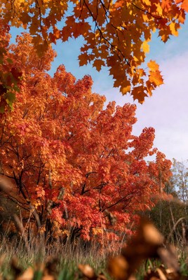 Autumn Maple Tree with Orange Leaves