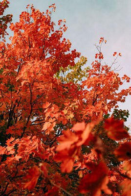 Vibrant Red Autumn Maple Tree