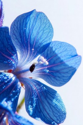Blue flower with water droplets