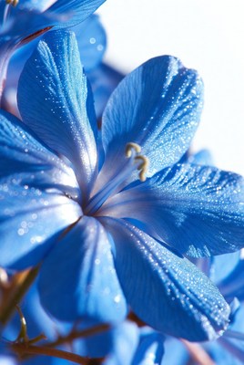 Blue flower with water droplets