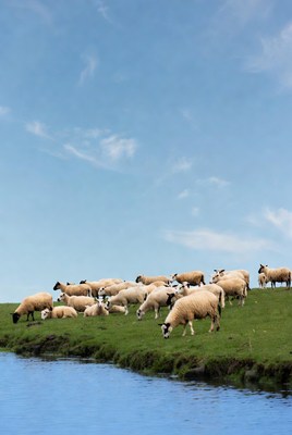 Herd of sheep grazing by river