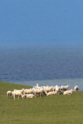 Herd of white sheep on green cliff by sea