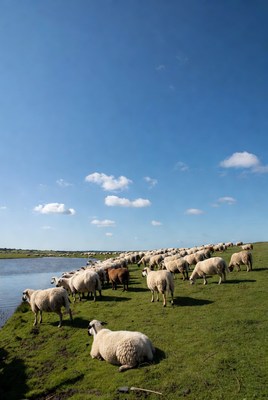 Herd of sheep by lake