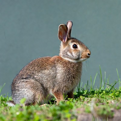 Rabbit sitting in green grass