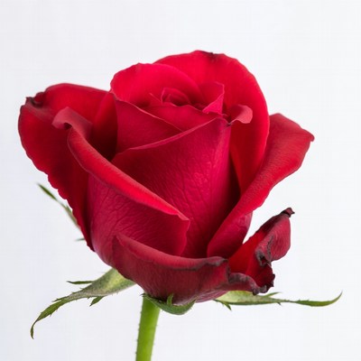 Red Rose on White Background