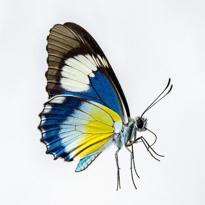 Colorful Blue and Yellow Butterfly