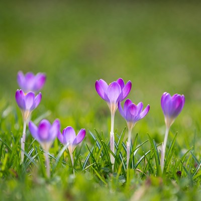Purple crocuses blooming in green grass