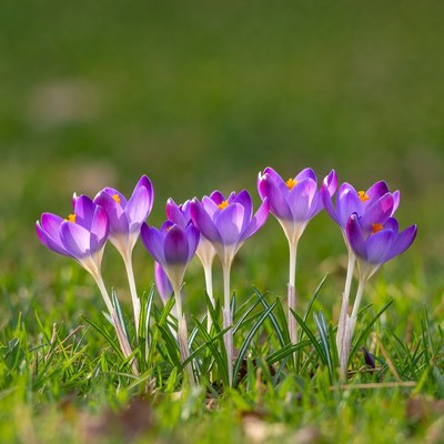 Purple crocuses blooming in green grass