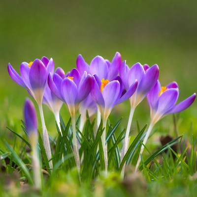 Purple crocuses blooming in grass