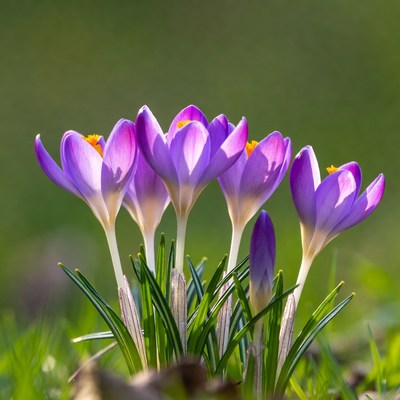 Purple crocuses blooming in grass