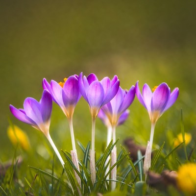 Purple crocuses blooming in grass