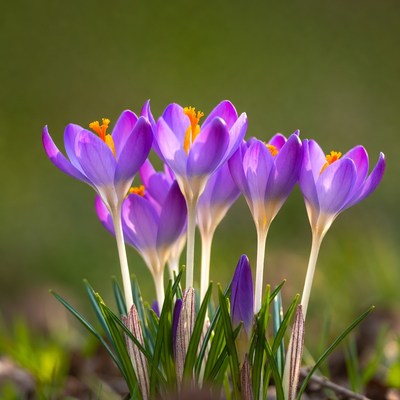Purple crocuses blooming in cluster