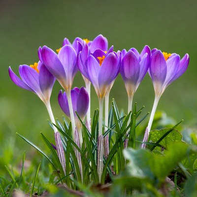 Purple crocuses blooming in grass