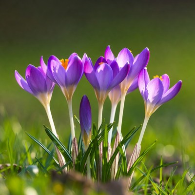 Purple Crocus Flowers in Grass