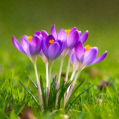 Purple crocuses blooming in grass