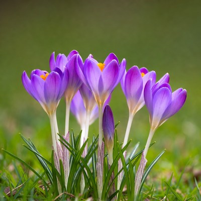 Purple crocuses blooming in grass