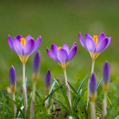Purple crocuses blooming in grass