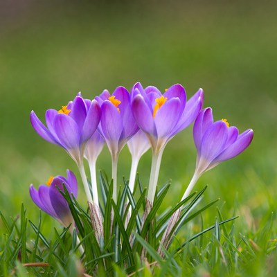 Purple crocuses blooming in grass