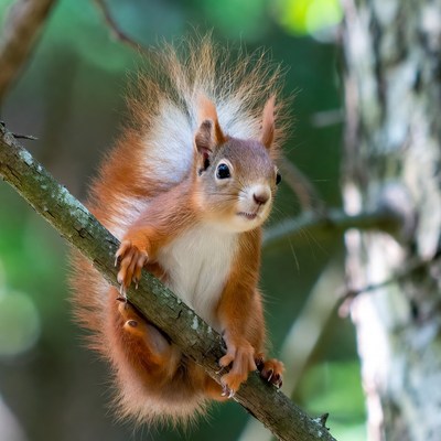 Red squirrel on tree branch
