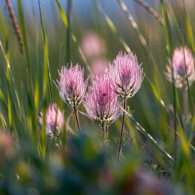 Pink Pincushion Flowers in Grass