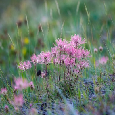 Pink fluffy flowers in green grass