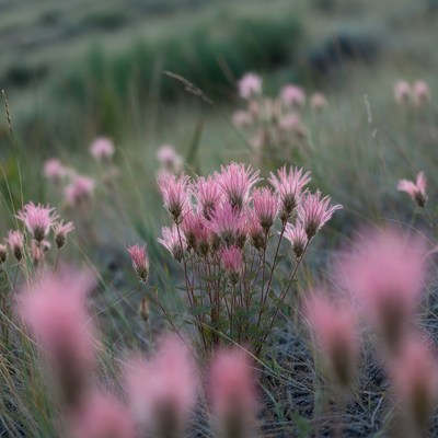 Pink Fluffy Flowers in Grass Field