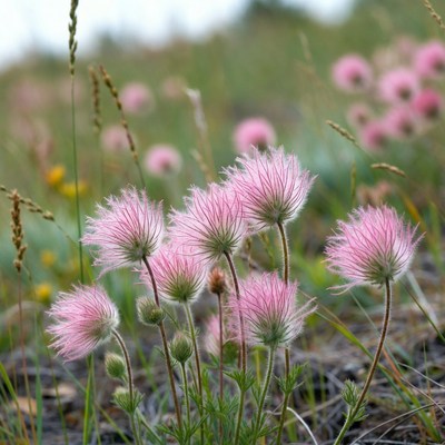 Pink Fluffy Flowers in Grass Field