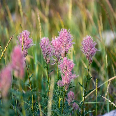 Pink Puffy Flowers in Grass