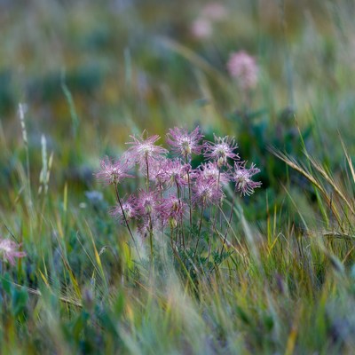 Pink fluffy wildflowers in green grass
