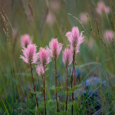 Pink Fluffy Flowers in Grass