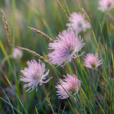 Pink Feathery Flowers in Grass