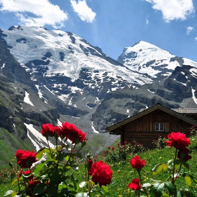 Red Roses with Snowy Mountains
