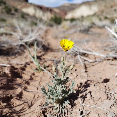 Yellow Desert Flower in Arid Landscape