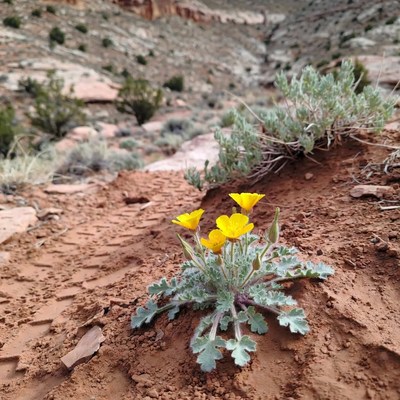 Yellow desert flowers on red soil