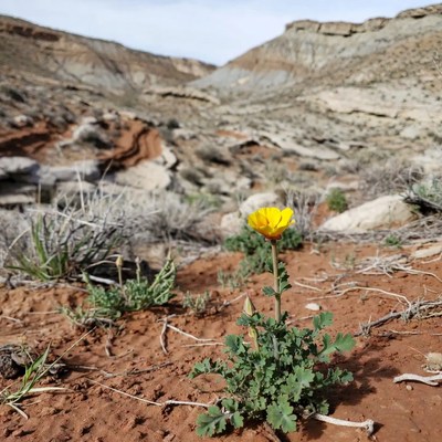 Yellow Desert Flower in Canyon