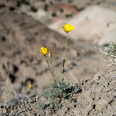 Yellow Desert Marigold Flowers