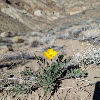 Yellow California Poppy in Desert