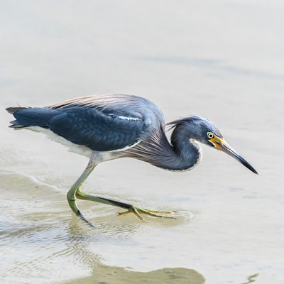 Tricolored Heron wading in shallow water