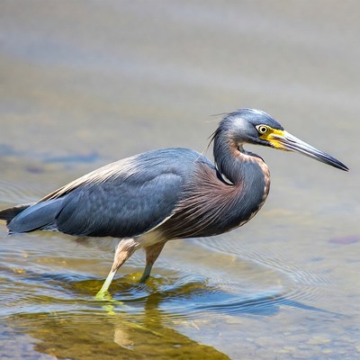 Tricolored Heron wading in water