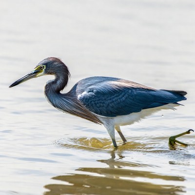 Little Blue Heron in shallow water
