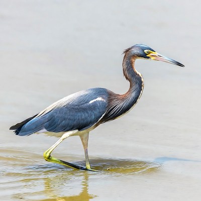 Tricolored Heron wading in water