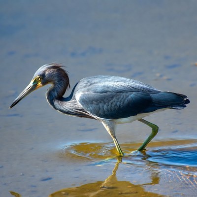 Little Blue Heron wading in water