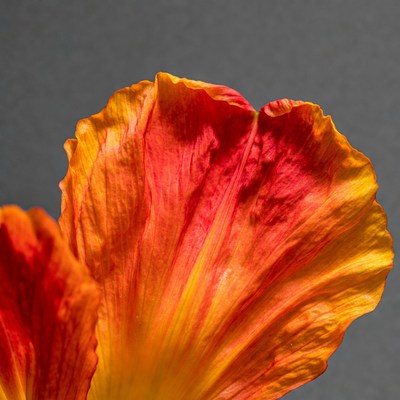 Vibrant Orange Hibiscus Flower Petals