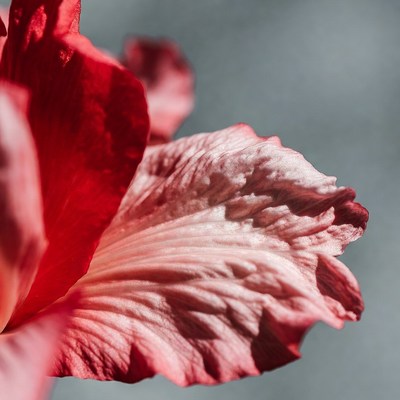 Red Hibiscus Flower Closeup