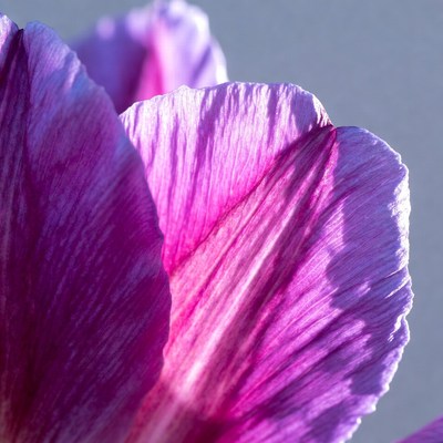 Purple Orchid Flower Closeup