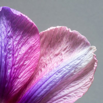 Purple Pink Hibiscus Flower Petals