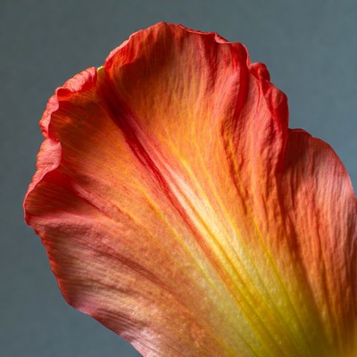 Closeup red flower petal