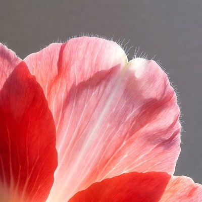 Pink Hibiscus Flower Closeup