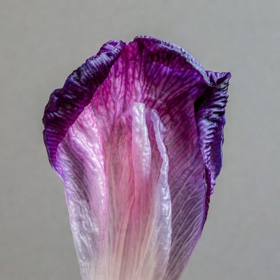 Purple Iris Flower Closeup